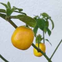 Piment arbre Rocoto Canario (Capsicum pubescens) graines