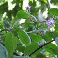 Piment arbre Rocoto Canario (Capsicum pubescens) graines