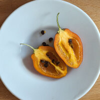 Piment arbre Rocoto Canario (Capsicum pubescens) graines