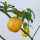 Piment arbre Rocoto Canario (Capsicum pubescens) graines