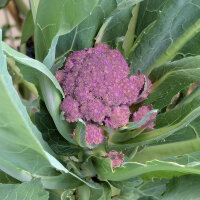 Chou-fleur violet Violetta di Sicilia (Brassica oleracea...