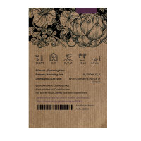 Chou-fleur violet Violetta di Sicilia (Brassica oleracea var. botrytis) graines