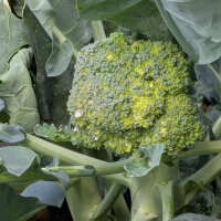 Brocoli ‘Limba’ (Brassica oleracea var....