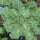 Chou frisé ‘Emerald Ice’ (Brassica oleracea convar. acephala var. sabellica) graines