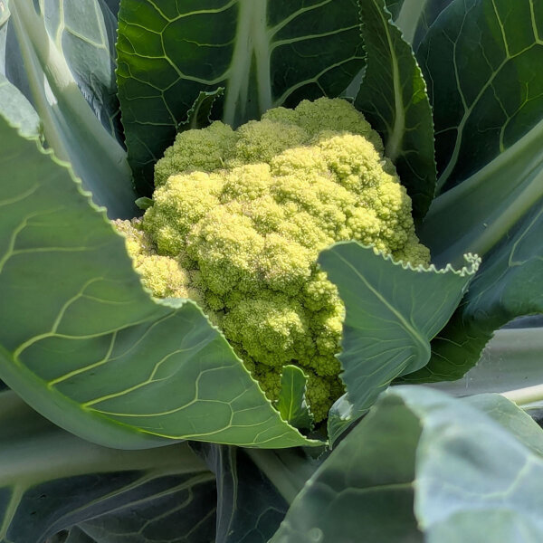 Chou-fleur vert ‘Verde di Macerata’ (Brassica oleracea) graines