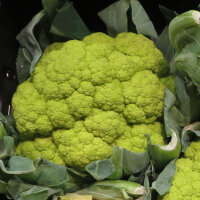 Chou-fleur vert ‘Verde di Macerata’ (Brassica oleracea) graines