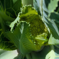 Chou-fleur vert ‘Verde di Macerata’ (Brassica oleracea) graines