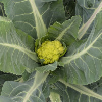 Chou-fleur vert ‘Verde di Macerata’ (Brassica oleracea) graines