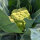Chou-fleur vert ‘Verde di Macerata’ (Brassica oleracea) graines