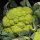 Chou-fleur vert ‘Verde di Macerata’ (Brassica oleracea) graines