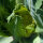 Chou-fleur vert ‘Verde di Macerata’ (Brassica oleracea) graines