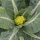 Chou-fleur vert ‘Verde di Macerata’ (Brassica oleracea) graines