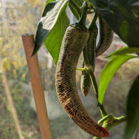 Piment Elefant (Capsicum annuum) – Graines biologiques