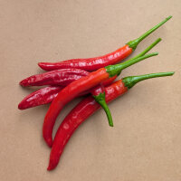 Piment coréen Taeyang Medium (Capsicum annuum)...