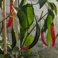 Piment coréen Taeyang Medium (Capsicum annuum)...
