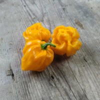 Piment ‘Numex Suave Jaune’ (Capsicum...