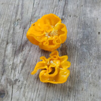 Piment ‘Numex Suave Jaune’ (Capsicum chinense) Gaines biologiques