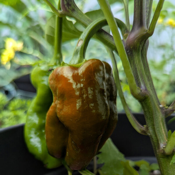 Poivron doux Sweet Chocolate (Capsicum annuum) graines