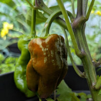 Poivron doux Sweet Chocolate (Capsicum annuum) graines