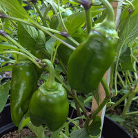 Poivron doux Sweet Chocolate (Capsicum annuum) graines
