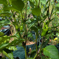 Poivron doux Sweet Chocolate (Capsicum annuum) graines