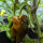 Poivron doux Sweet Chocolate (Capsicum annuum) graines