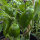 Poivron doux Sweet Chocolate (Capsicum annuum) graines