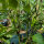 Poivron doux Sweet Chocolate (Capsicum annuum) graines