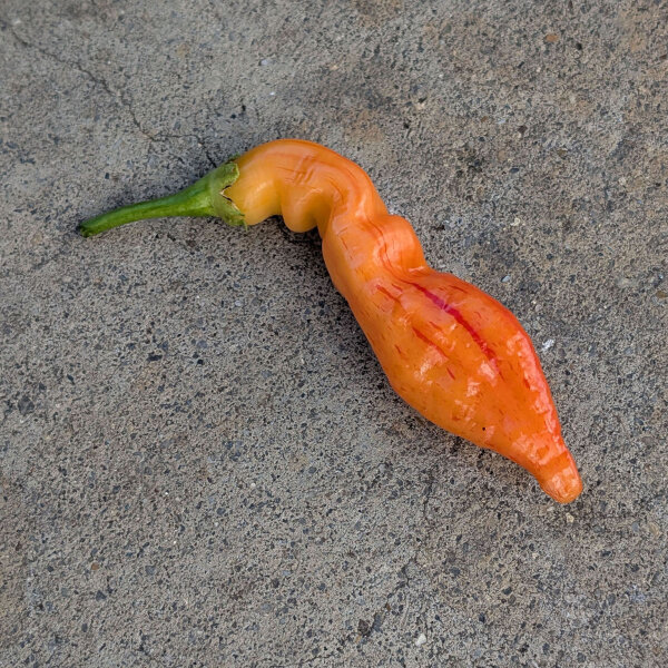 Piment Sugar Rush Peach Stripey (Capsicum baccatum) graines