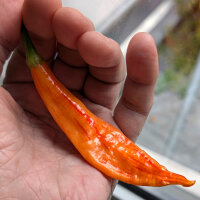 Piment Sugar Rush Peach Stripey (Capsicum baccatum) graines