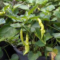 Piment Sugar Rush Peach Stripey (Capsicum baccatum) graines