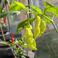 Piment Sugar Rush Peach Stripey (Capsicum baccatum) graines