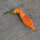 Piment Sugar Rush Peach Stripey (Capsicum baccatum) graines
