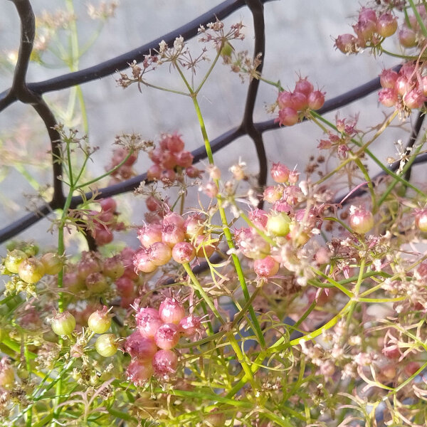 Coriandre Jantar (Coriandrum sativum) graines