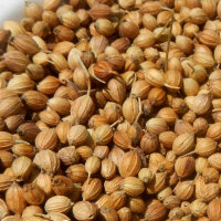 Coriandre Jantar (Coriandrum sativum) graines