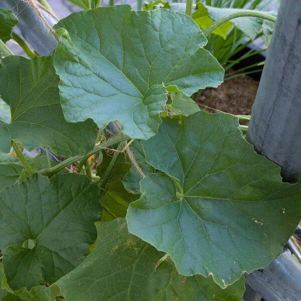 Melon réticulé Petit gris de Rennes (Cucumis melo) semences bio