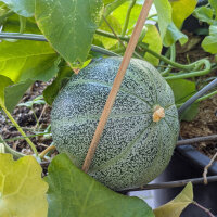 Melon réticulé Petit gris de Rennes (Cucumis melo) semences bio