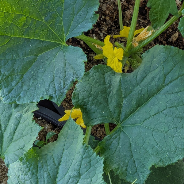 Concombre filet Salome (Cucumis sativus) semences bio