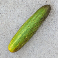 Concombre filet Salome (Cucumis sativus) semences bio