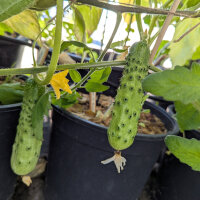 Concombre filet Salome (Cucumis sativus) semences bio