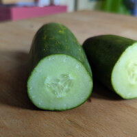 Concombre filet Salome (Cucumis sativus) semences bio