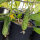 Concombre filet Salome (Cucumis sativus) semences bio