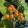 Tamarillo nain (Solanum abutiloides) graines