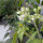 Tamarillo nain (Solanum abutiloides) graines