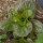 Laitue dhiver Baquieu (Lactuca sativa) graines biologiques