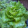 Laitue batavia Maravilla de Verano (Lactuca sativa) graines