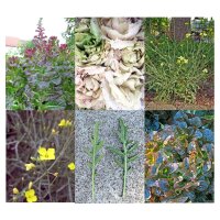 Sélection des plantes: Misticanza / Mesclun - kit de graines