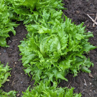 Laitue iceberg Reine des Glaces (Lactuca sativa) graines