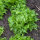 Laitue iceberg Reine des Glaces (Lactuca sativa) graines