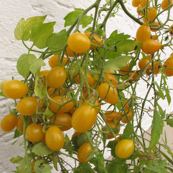 Tomate Dattelwein (Solanum lycopersicum) graines